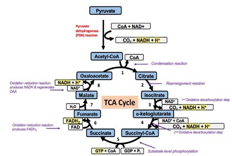 tca cycle.